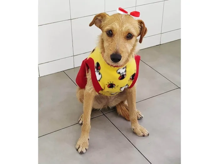 Cachorro ra a SRD-ViraLata idade 1 ano nome Flor