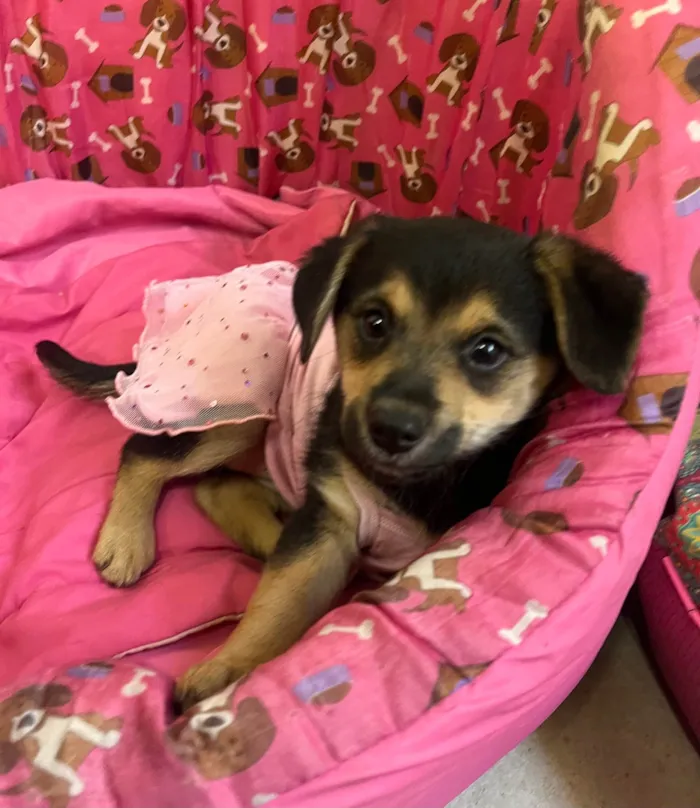 Cachorro ra a SRD-ViraLata idade 2 a 6 meses nome Gin