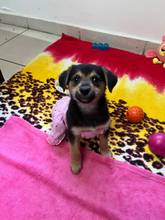 Cachorro ra a SRD-ViraLata idade 2 a 6 meses nome Gin