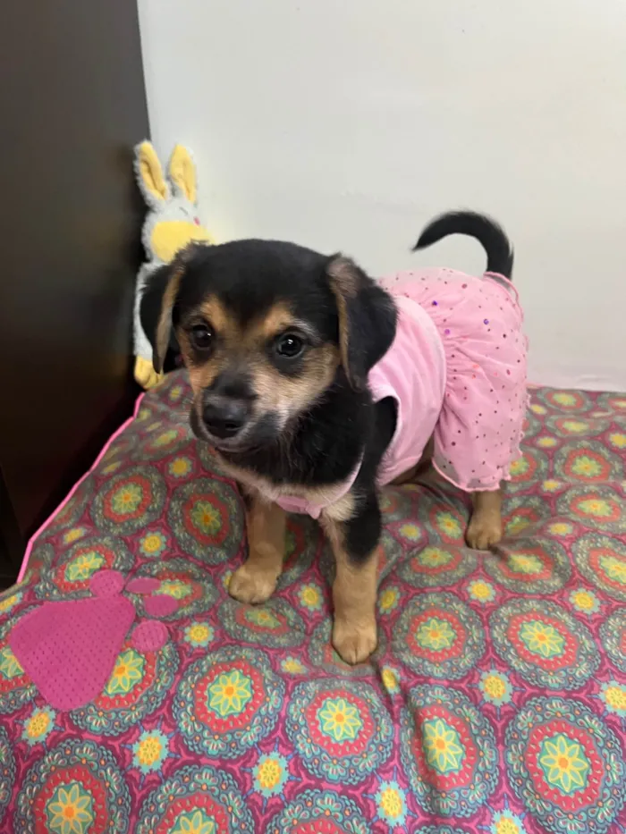 Cachorro ra a SRD-ViraLata idade 2 a 6 meses nome Gin