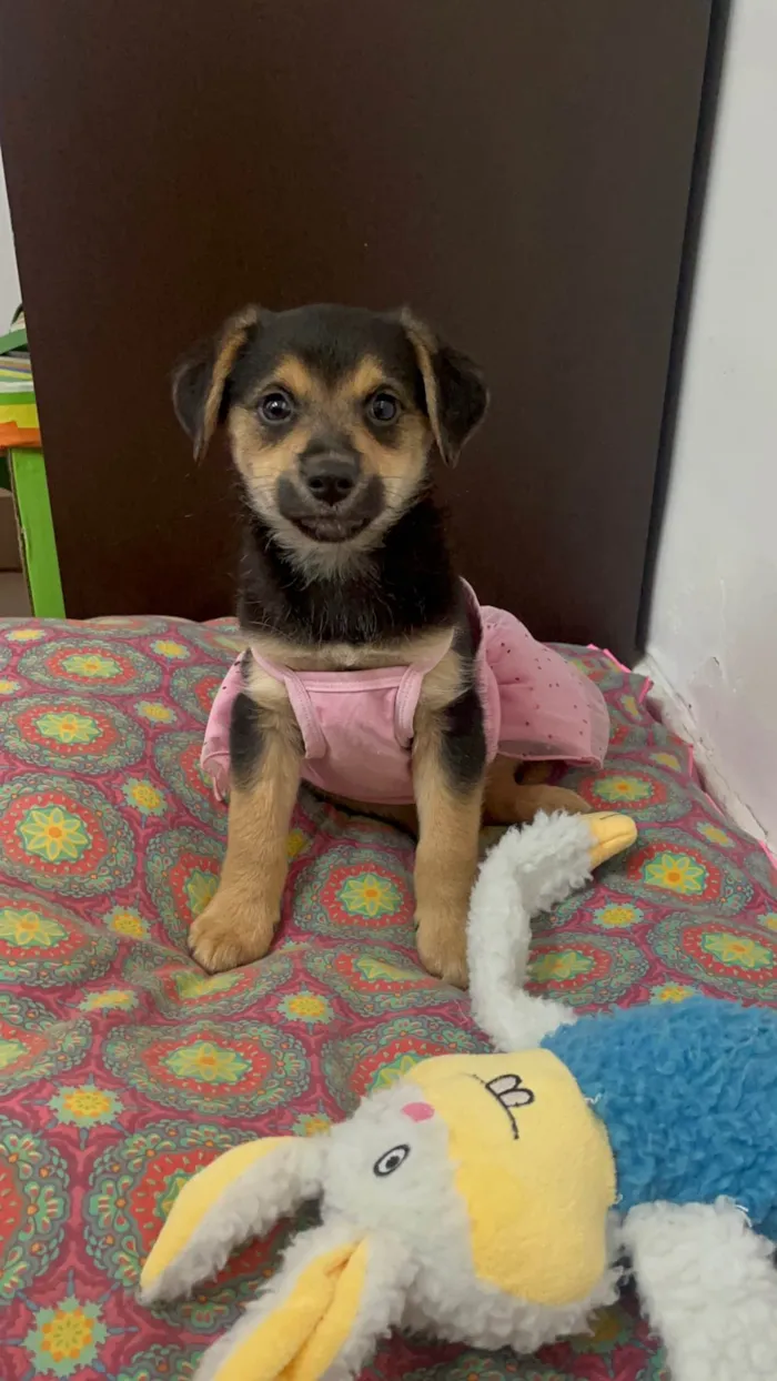 Cachorro ra a SRD-ViraLata idade 2 a 6 meses nome Gin