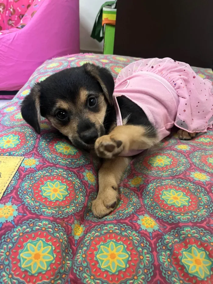 Cachorro ra a SRD-ViraLata idade 2 a 6 meses nome Gin