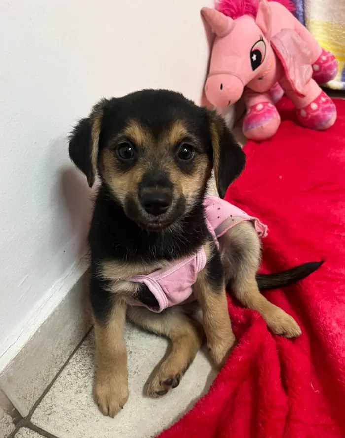 Cachorro ra a SRD-ViraLata idade 2 a 6 meses nome Gin