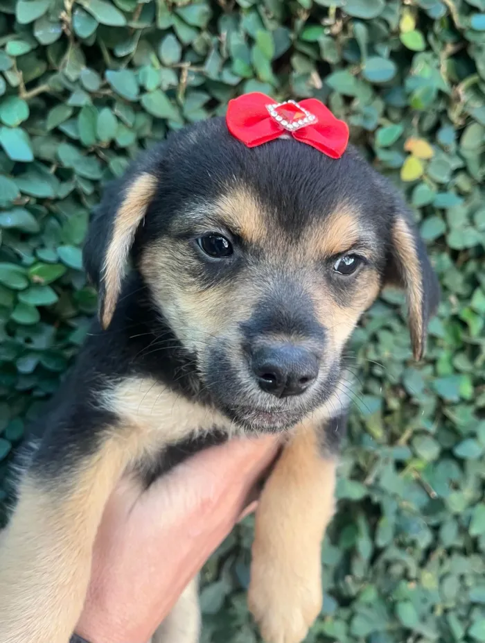Cachorro ra a SRD-ViraLata idade 2 a 6 meses nome Gin