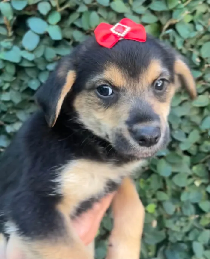 Cachorro ra a SRD-ViraLata idade 2 a 6 meses nome Gin
