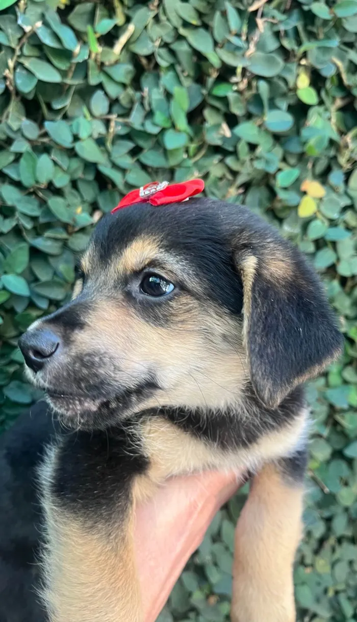 Cachorro ra a SRD-ViraLata idade 2 a 6 meses nome Gin