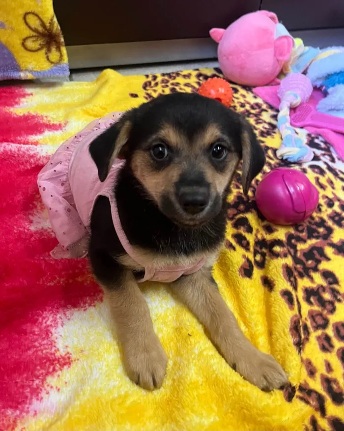 Cachorro ra a SRD-ViraLata idade 2 a 6 meses nome Gin