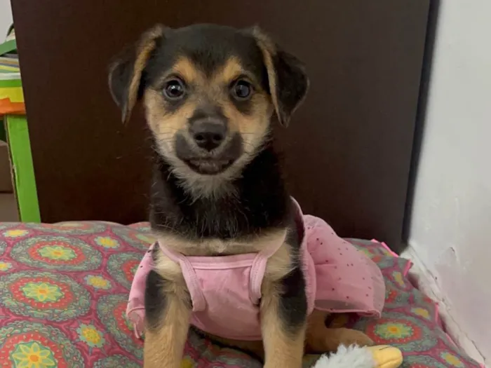 Cachorro ra a SRD-ViraLata idade 2 a 6 meses nome Gin