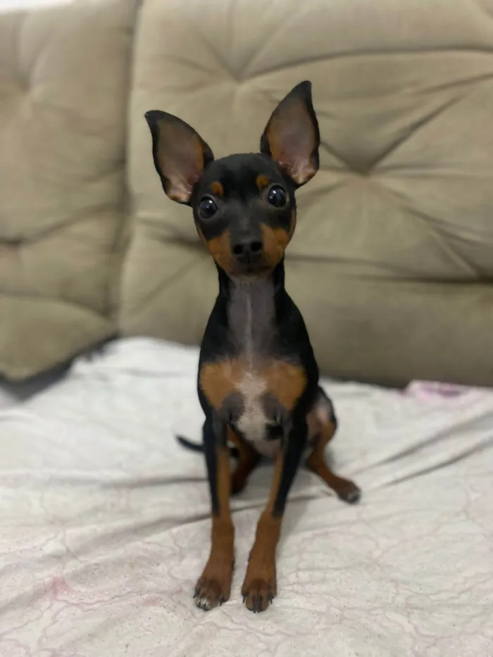 Cachorro ra a Pincher idade 2 a 6 meses nome Chico
