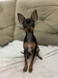 Chico