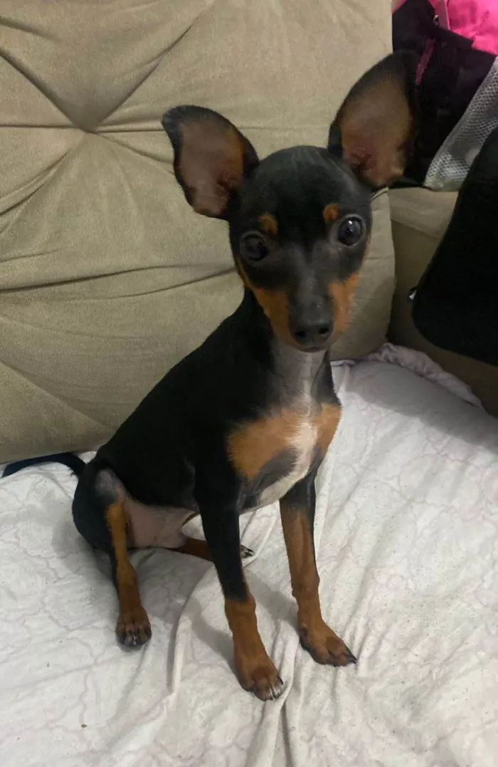 Cachorro ra a Pincher idade 2 a 6 meses nome Chico