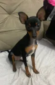 Chico