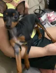 Chico