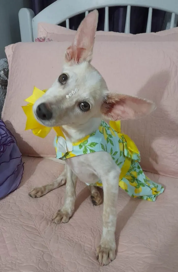 Cachorro ra a SRD-ViraLata idade 7 a 11 meses nome Belinha
