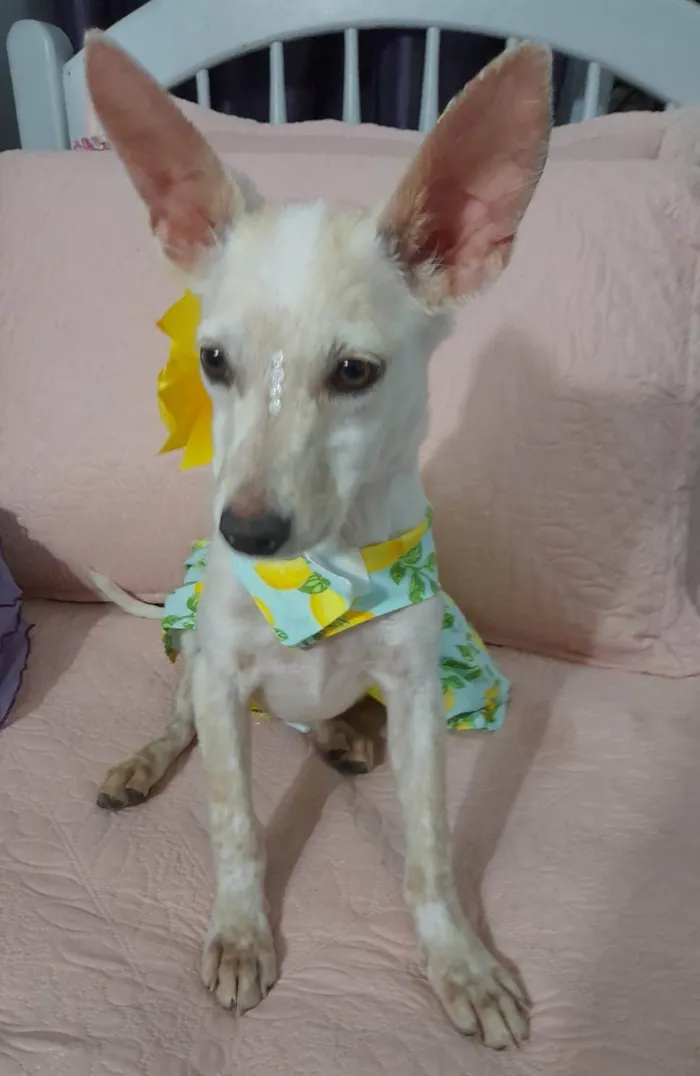 Cachorro ra a SRD-ViraLata idade 7 a 11 meses nome Belinha