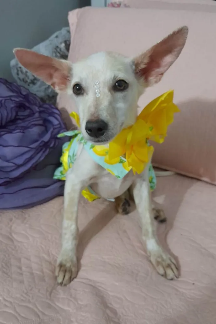 Cachorro ra a SRD-ViraLata idade 7 a 11 meses nome Belinha