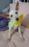 Belinha