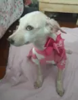 Belinha