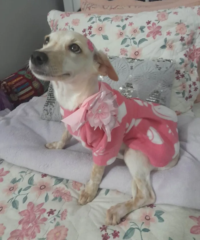 Cachorro ra a SRD-ViraLata idade 7 a 11 meses nome Belinha