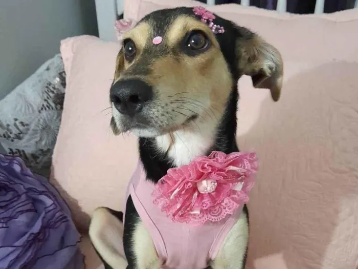Cachorro ra a SRD-ViraLata idade 7 a 11 meses nome Agata