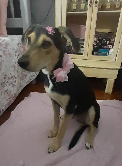 Cachorro ra a SRD-ViraLata idade 7 a 11 meses nome Agata