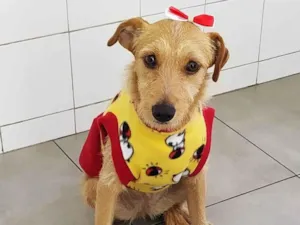 Cachorro raça SRD-ViraLata idade 1 ano nome Flor