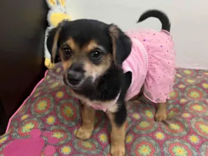 Cachorro raça SRD-ViraLata idade 2 a 6 meses nome Gin