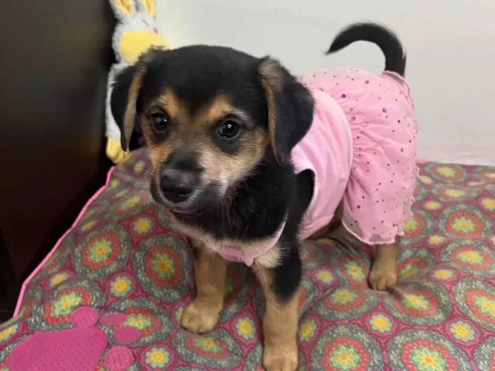 Cachorro ra a SRD-ViraLata idade 2 a 6 meses nome Gin