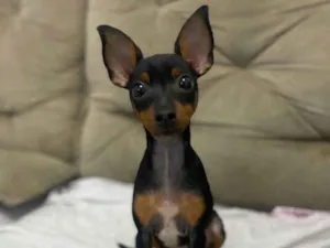 Cachorro raça Pincher idade 2 a 6 meses nome Chico