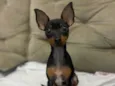 Chico