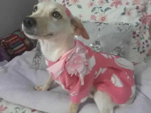 Cachorro raça SRD-ViraLata idade 7 a 11 meses nome Belinha