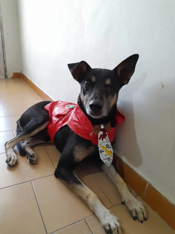 Cachorro ra a SRD-ViraLata idade 1 ano nome Tunico