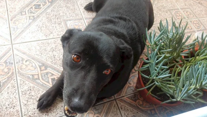 Cachorro ra a SRD-ViraLata idade 5 anos nome Lana