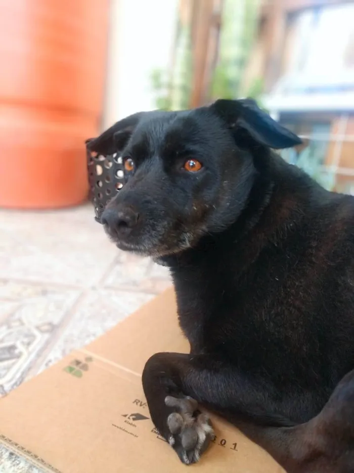 Cachorro ra a SRD-ViraLata idade 5 anos nome Lana