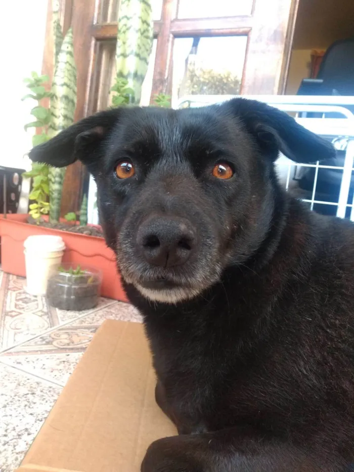 Cachorro ra a SRD-ViraLata idade 5 anos nome Lana