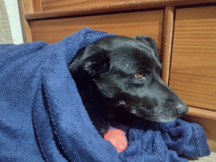 Cachorro ra a SRD-ViraLata idade 5 anos nome Lana