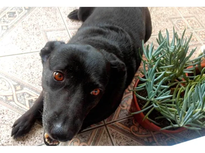 Cachorro ra a SRD-ViraLata idade 5 anos nome Lana