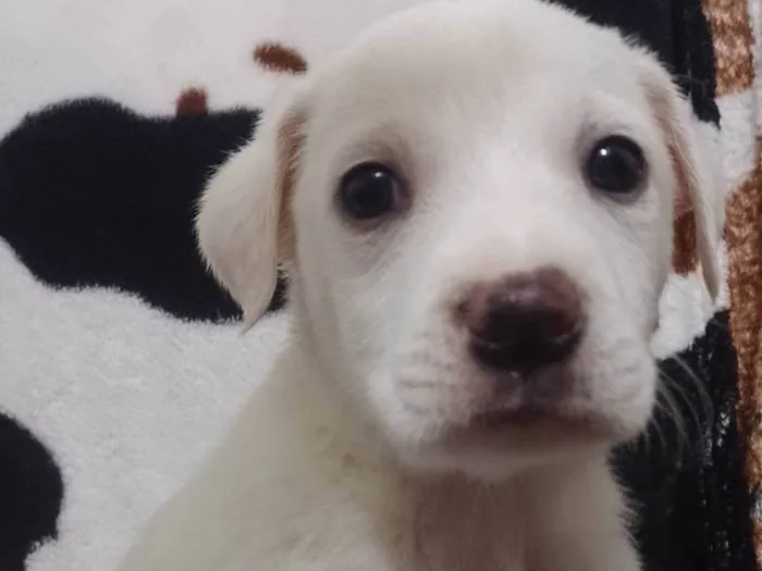 Cachorro ra a ViraLata idade Abaixo de 2 meses nome Cristal