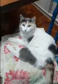 CATARINA Felv+