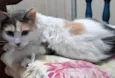 CATARINA Felv+