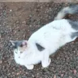 CATARINA Felv+