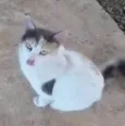 CATARINA Felv+