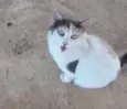 CATARINA Felv+