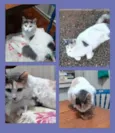 CATARINA Felv+