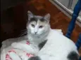 CATARINA Felv+
