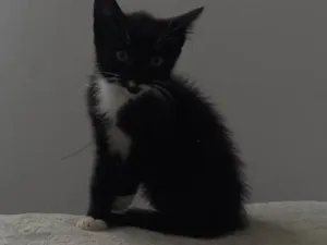 Gato raça SRD idade 2 a 6 meses nome Pretinhos