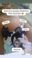 4 lindos gatinhos