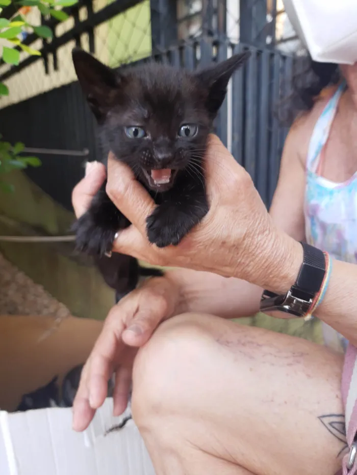 Gato ra a SRD-ViraLata idade Abaixo de 2 meses nome 4 lindos gatinhos