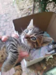 4 lindos gatinhos