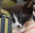 4 lindos gatinhos